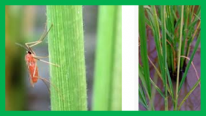Characterization and application of a gall midge resistance gene (Gm6) from Oryza sativa `Kangwenqingzhan`