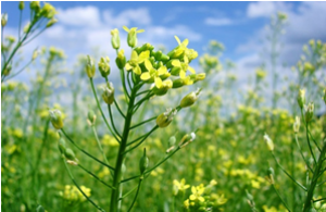 High level accumulation of EPA and DHA in field-grown transgenic Camelina - a multi-territory evaluation of TAG accumulation and heterogeneity.