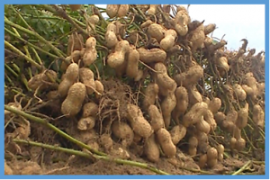 High resolution mapping of a major and consensus quantitative trait locus for oil content to a ~0.8 Mb region on chromosome A08 in peanut (Arachis hypogaea L.)