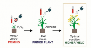 Water Deficit at Vegetative Stage Induces Tolerance to High Temperature during Anthesis in Rice