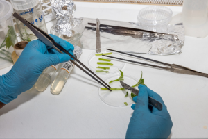 Empowering excellence: Total Quality Management training for superior crop breeding services