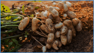 Co-localization of quantitative trait loci for pod and kernel traits and development of molecular marker for kernel weight on chromosome Arahy05 in peanut (Arachis hypogaea L.)