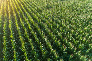 Report Tackles China`s Agricultural Transformation Plans for 2025