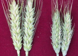 Genetic networks underlying salinity tolerance in wheat uncovered with genome-wide analyses and selective sweeps
