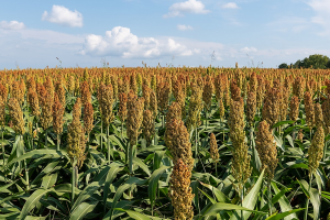 Genetic dissection of root architecture in Ethiopian sorghum landraces