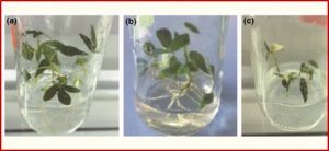 Efficacy of chemotherapy and thermotherapy in elimination of East African cassava mosaic virus from Tanzanian cassava landrace.