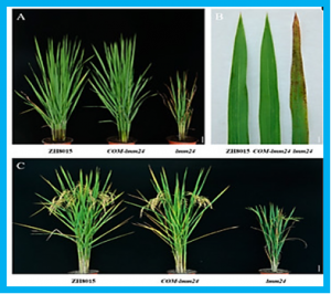 LMM24 Encodes Receptor-Like Cytoplasmic Kinase 109, Which Regulates Cell Death and Defense Responses in Rice.