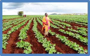 Farmers in eastern kenya reap big profits from improved varieties of drought-tolerant crops