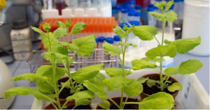 Researchers in Spain Use Biotech to Produce SARS-CoV-2 Vaccine in Plants
