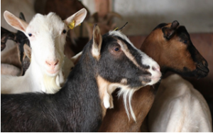 Study Reveals Transgenic Goats Can be Used to Produce Antibodies Against Cancer