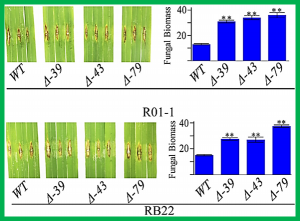 Genome-wide association study identifies an NLR gene that confers partial resistance to Magnaporthe oryzae in rice.