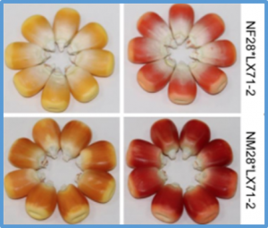 Metabolic engineering of astaxanthin-rich maize and its use in the production of biofortified eggs