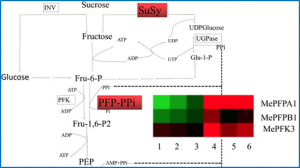 Genome-wide survey of the phosphofructokinase family in cassava and functional characterization in response to oxygen-deficient stress