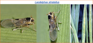 Maintenance of persistent transmission of a plant arbovirus in its insect vector mediated by the Toll-Dorsal immune pathway