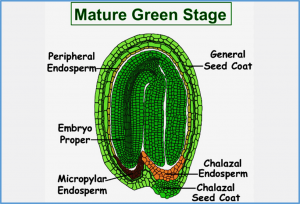 Myosin-binding protein 13 mediates primary seed dormancy via abscisic acid biosynthesis and signaling in Arabidopsis