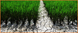 The OsNAC41-RoLe1-OsAGAP module promotes root development and drought resistance in upland rice