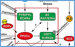 Signaling mechanisms in abscisic acid-mediated stomatal closure