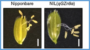Role of qGZn9a in controlling grain zinc concentration in rice, Oryza sativa L.