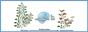 I-SceI and customized meganucleases-mediated genome editing in tomato and oilseed rape