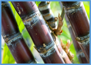 Bacterial volatile organic compounds induce adverse ultrastructural changes and DNA damage to the sugarcane pathogenic fungus Thielaviopsis ethacetica