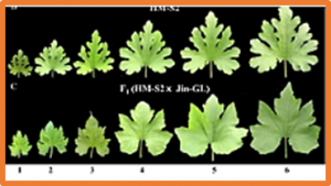 Promoter variation in a homeobox gene, CpDll, is associated with deeply lobed leaf in Cucurbita pepo L.