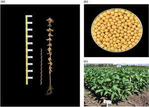 Chromosome-level genome assembly of a high-yield Chinese soybean variety Mengdou1137 unlocks genetic potential of disease and lodging resistance 