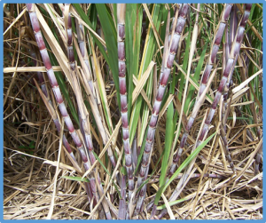 Transcriptome changes in the developing sugarcane culm associated with high yield and early-season high sugar content