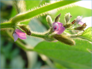Impact of multiple selective breeding programs on genetic diversity in soybean germplasm