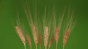 A superior allele of the wheat gene TaGL3.3-5B, selected in the breeding process, contributes to seed size and weight