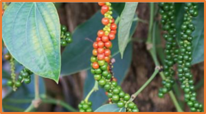 Rapid Genome-Wide Location-Specific Polymorphic SSR Marker Discovery in Black Pepper by GBS Approach