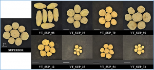 The genetic architectures of vine and skin maturity in tetraploid potato