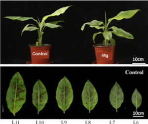 Chlorophyll decomposition is accelerated in banana leaves after the long-term magnesium deficiency according to transcriptome analysis
