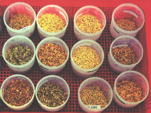 Nitrate-responsive OsMADS27 promotes salt tolerance in rice