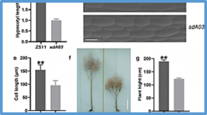 Integrated genetic mapping and transcriptome analysis reveal the BnaA03.IAA7 protein regulates plant architecture and gibberellin signaling in Brassica napus L.