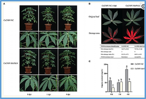 MePAL6 regulates lignin accumulation to shape cassava resistance against two-spotted spider mite