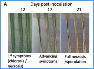 Combined pangenomics and transcriptomics reveals core and redundant virulence processes in a rapidly evolving fungal plant pathogen