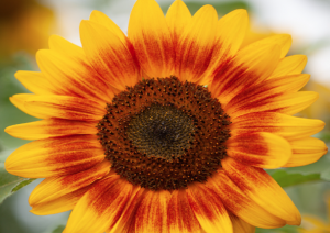 Whole-genome sequencing enables molecular dissection and candidate gene identification of the rust resistance gene R12 in sunflower (Helianthus annuus L.)