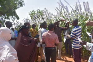 Partners from Niger and Chad trained on Seed production at ICRISAT Niger