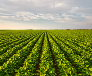 Italy Approves Field Trial of NBT Products