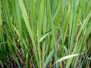 CRISPR Confirms Gene Responsible for Leaf Rolling in Rice