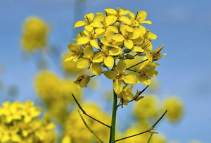 Sef1, rapid-cycling Brassica napus for large-scale functional genome research in a controlled environment