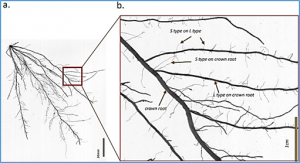 Novel QTL for Lateral Root Density and Length Improve Phosphorus Uptake in Rice (Oryza sativa L.)