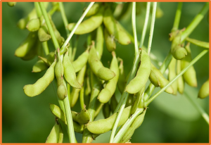 Multi-omics assisted breeding for biotic stress resistance in soybean