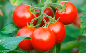 Rapid generation of a tomato male sterility system and its feasible application in hybrid seed production