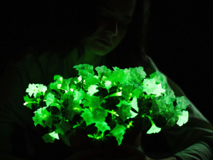 Bioluminescent Petunia to Light Gardens and Homes at Night