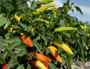 Accurate, automated taxonomic assignment of genebank accessions: a new method demonstrated using high throughput marker data from 10,000 Capsicum spp. accessions 