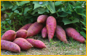 Selection and Validation of Reference Genes in Virus-Infected Sweet Potato Plants