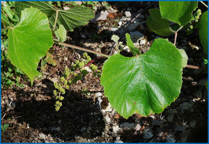 Dissecting the genetic architecture of root related traits in a grafted wild Vitis berlandieri population for grapevine rootstock breeding
