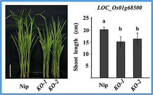 Genome-wide association mapping combined with gene-based haplotype analysis identify a novel gene for shoot length in rice (Oryza sativa L.)