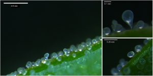 Research Reveals Quinoa`s Bladder Cells Protect Against Pests and Diseases; Key to `Super Quinoa`